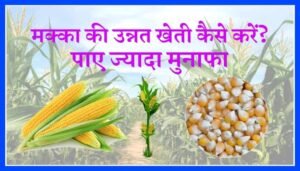 advanced corn cultivation