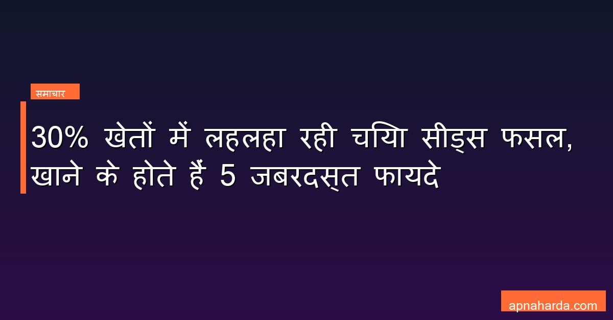 30% खेतों में लहलहा रही चिया सीड्स फसल, खाने के होते हैं 5 जबरदस्त फायदे